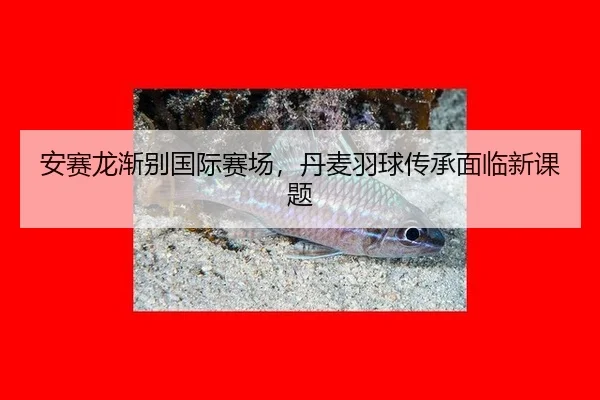 安赛龙渐别国际赛场，丹麦羽球传承面临新课题